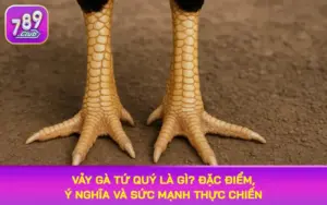 vảy gà tứ quý